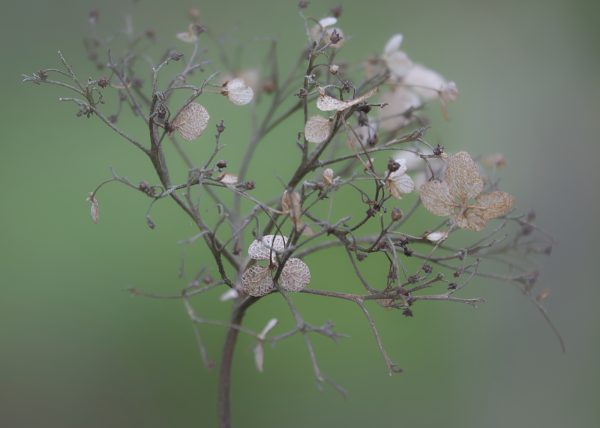 Hydrangea-0354