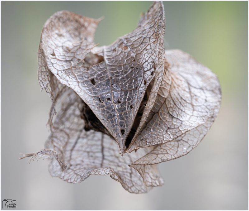 Macro Fotografie