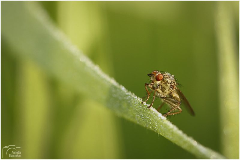 Macro Fotografie