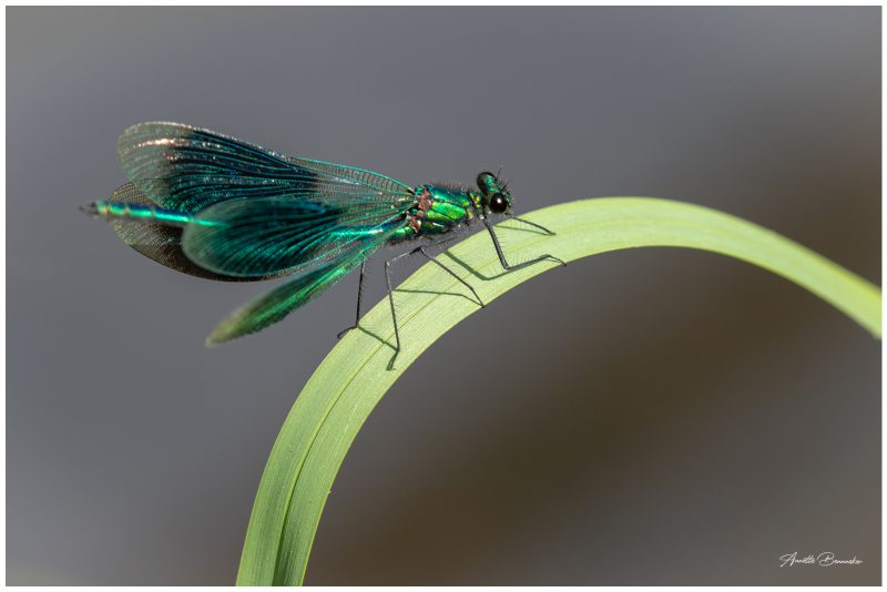 Macro Fotografie