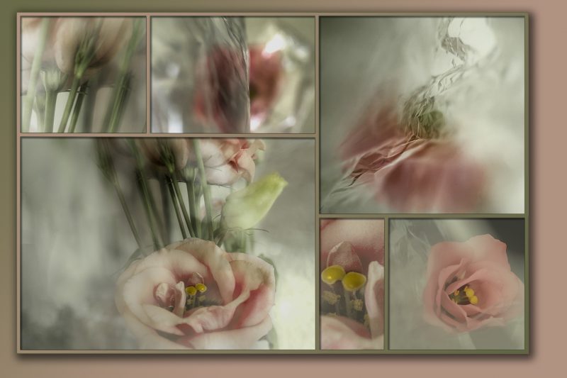 Collages 2021