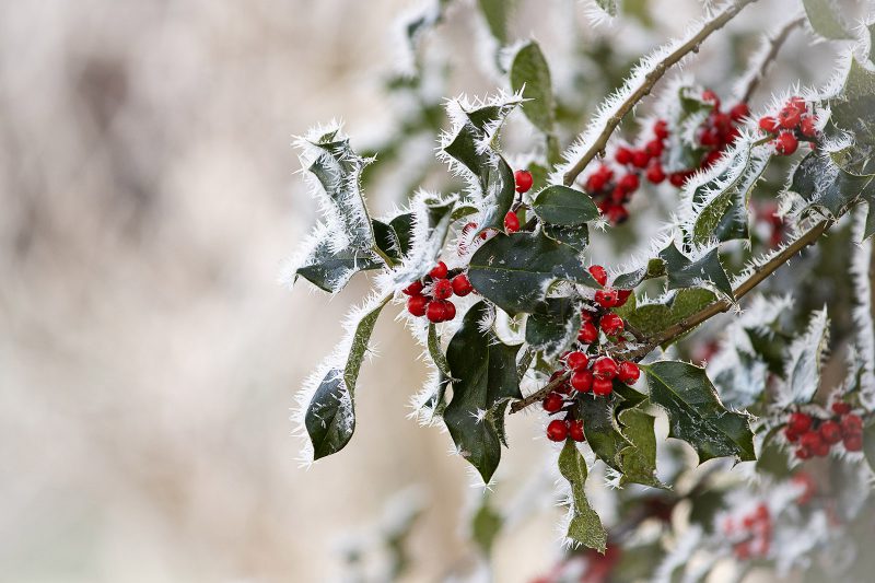 Winter