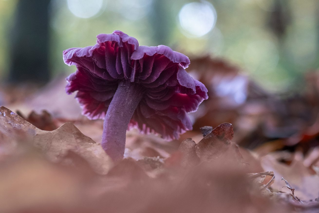 01 Masja herfst