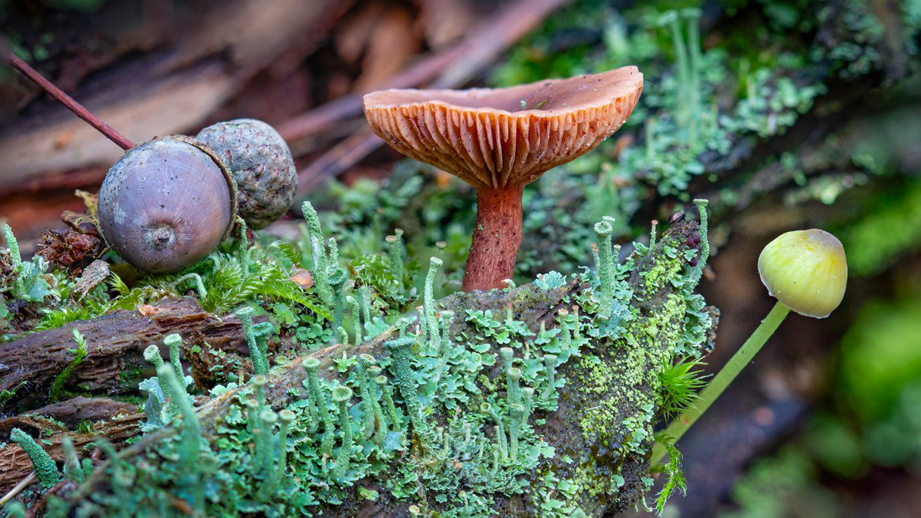 GJ Herfst 1