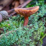 GJ Herfst 1