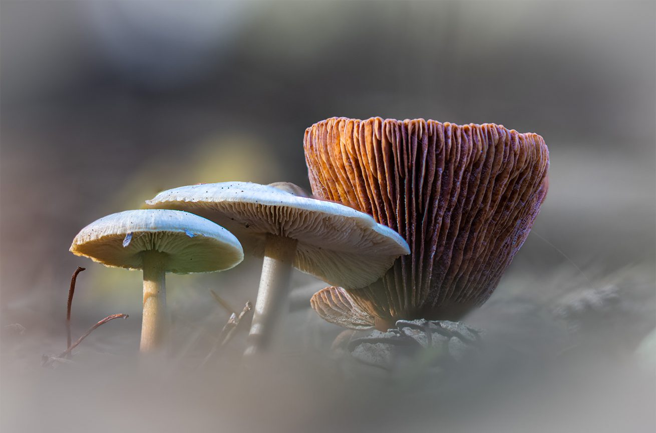 GJ Herfst 2