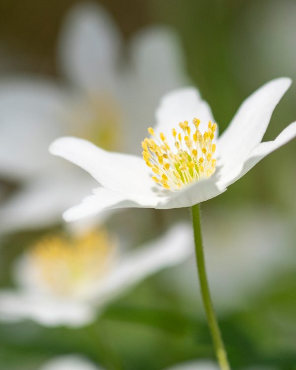 1 Masja lente