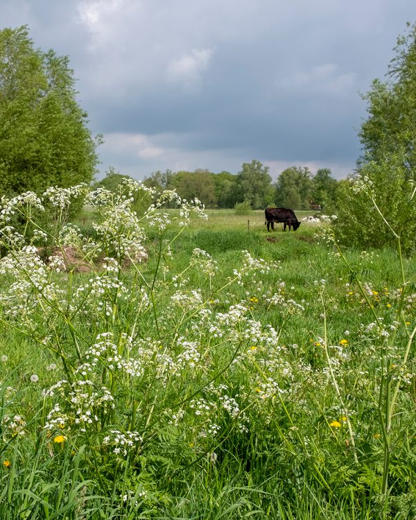 3 Masja lente