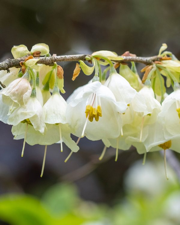 5 Masja lente