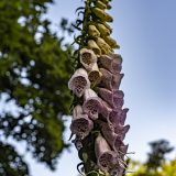 Frans_1