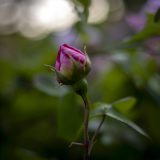 Frans_12A