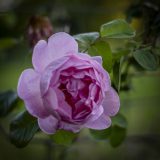 Frans_12B