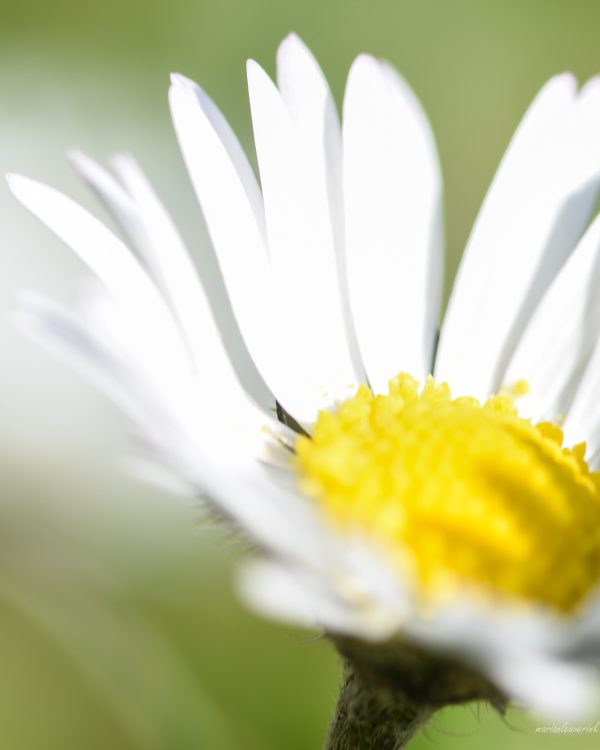 Lente Marian
