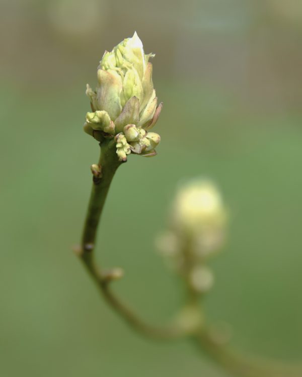 Lente-Marian