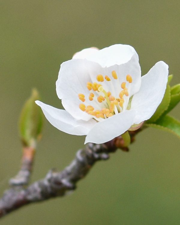 Lente Marian (2)