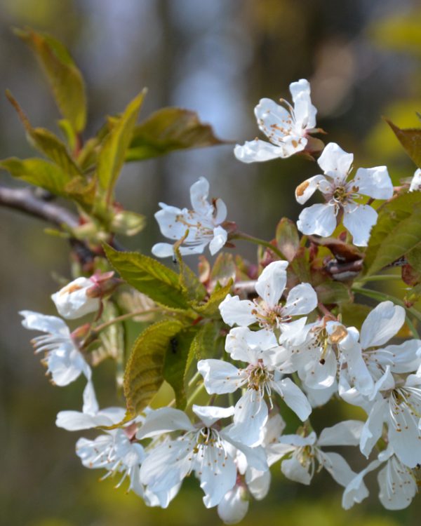 Lente Marian