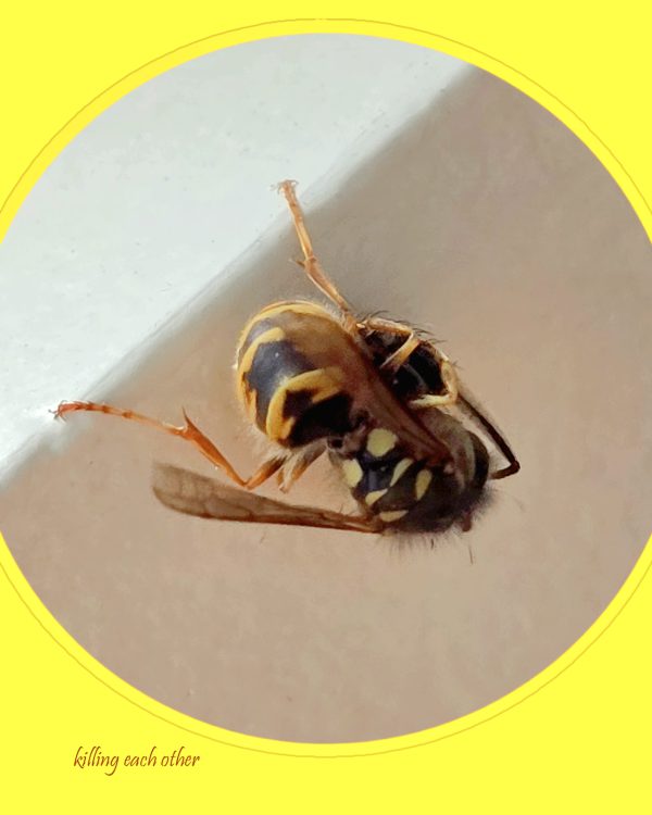 Hermine killing each other