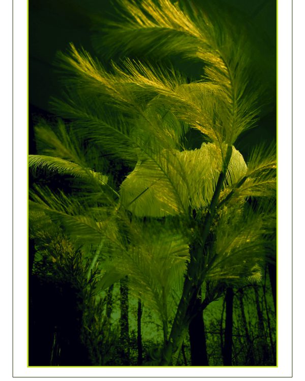 Hermine verrassend woud