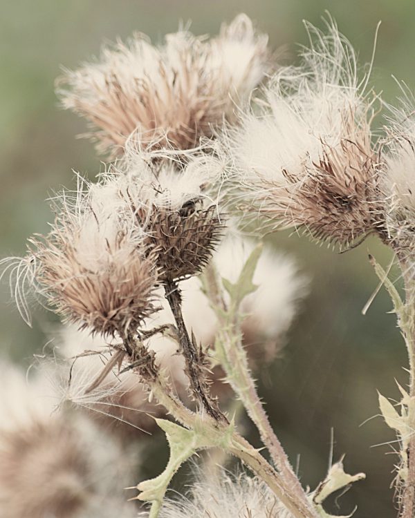 Marian-2.DSC_0006.JPG natuur-distel-16px