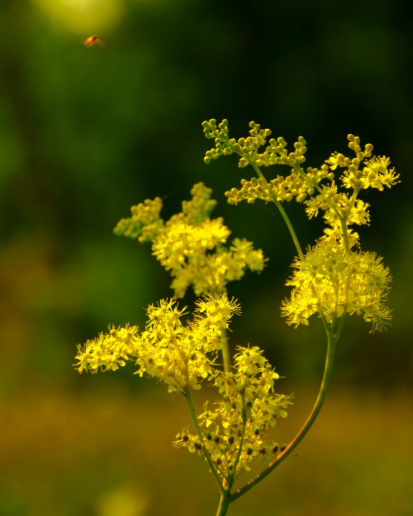 Marian-2.DSC_0028.JPG-16px