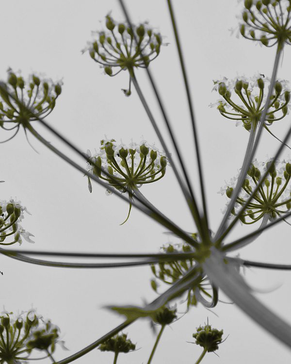 Marian-3zw.DSC_0158.jpg-zw-schermbloem-16px