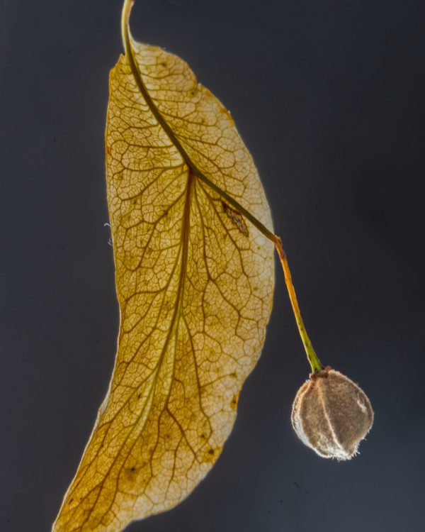 Peter-20200811-DWP_2120-bewerkt