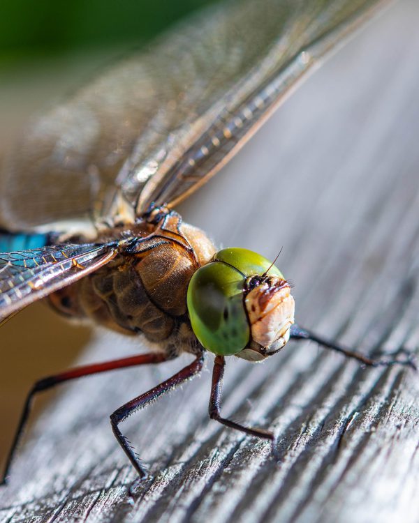 NATUUR-Gert-Jan Kamphuis 001