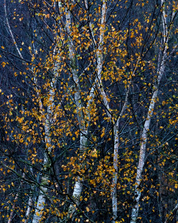 Ingrid_kleur in de natuur