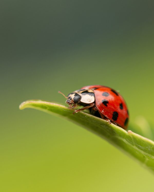 AB Bijna op 't uiteinde