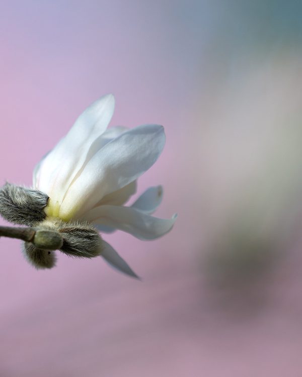 KarinVogt-minimalisme