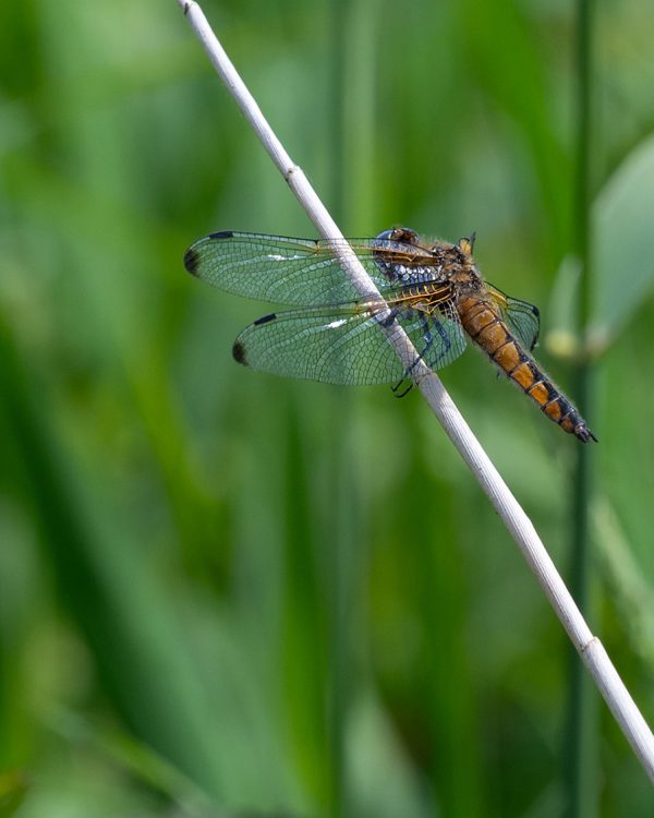 KarinVogt-minimalisme3