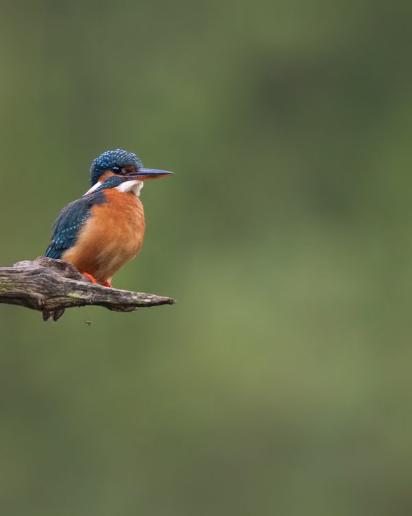 KarinVogt-minimalisme4