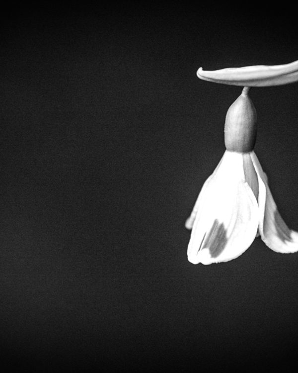 Siegfried sneeuwklokjes