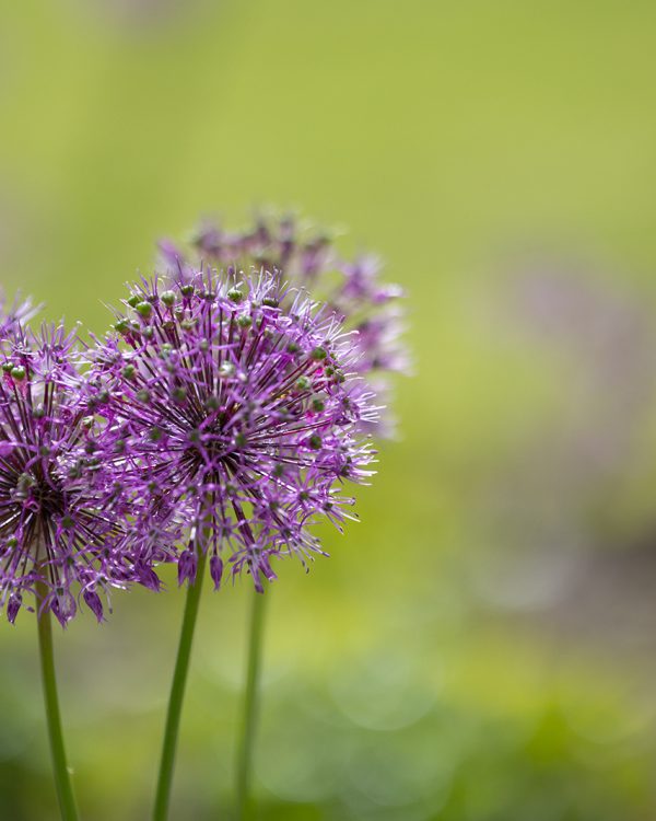 AB Allium