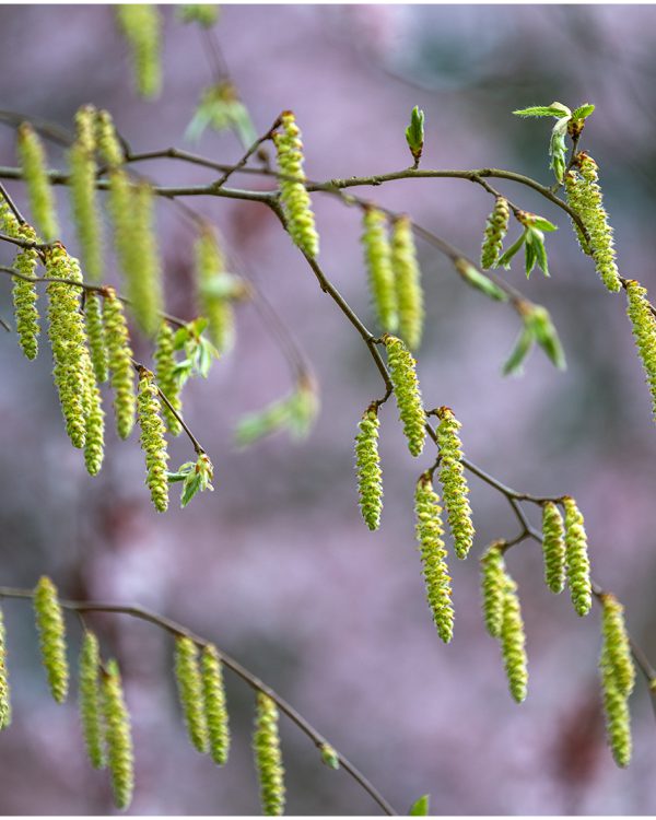 AB Fris groen