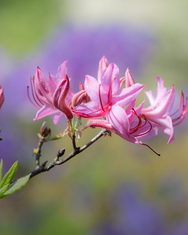 Masja natuur 3