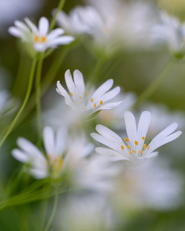 Masja natuur 4
