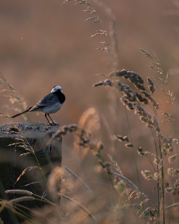 Masja natuur 5