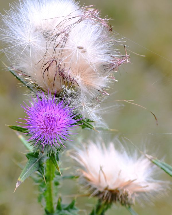 Natuur-Marian-