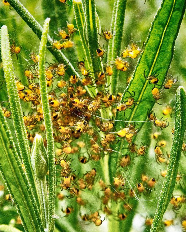 Spinnennest_3_P_Gefte