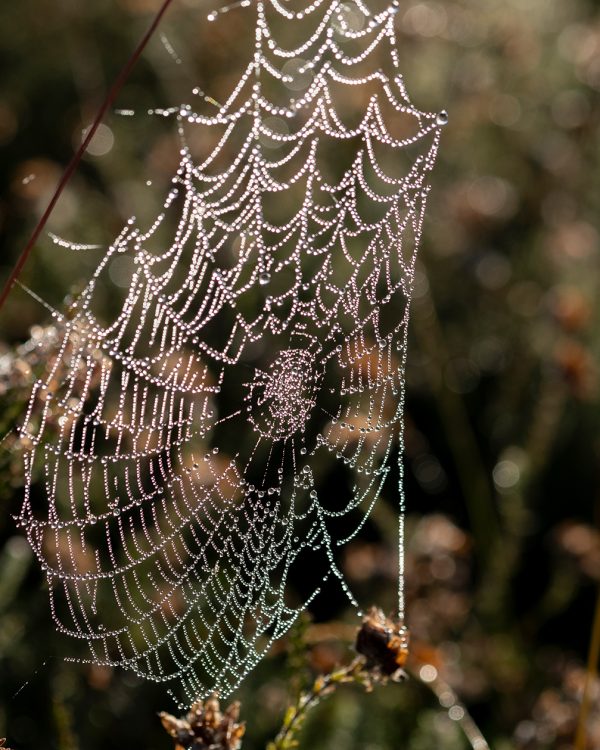 3 Masja spinnenweb