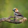  IRM6724-Appelvink