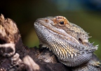 Baardagama