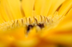 Gele bloem (macro)