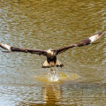 Kuifcaracara 'De Valk Roofvogels' Lunteren 16 april 2022
