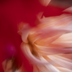 Dahlia 1
