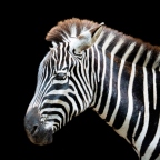ingrid zebra