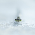 libelle