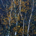 kleur in de natuur