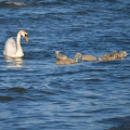 Jonge zwanen in de Oostzee